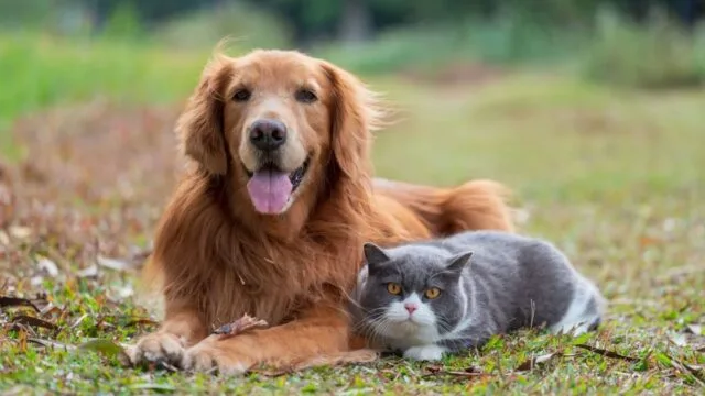 O Reiki para animais pode beneficiar nossos pets, como gato e cachorro.