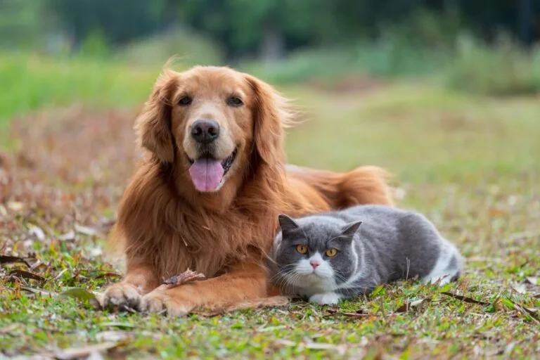 Pets e energia: Reiki para animais e cuidado além do físico