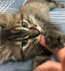 Reiki em gatos auxilia a harmonizar a energia, gerando bem-estar e equilíbrio.